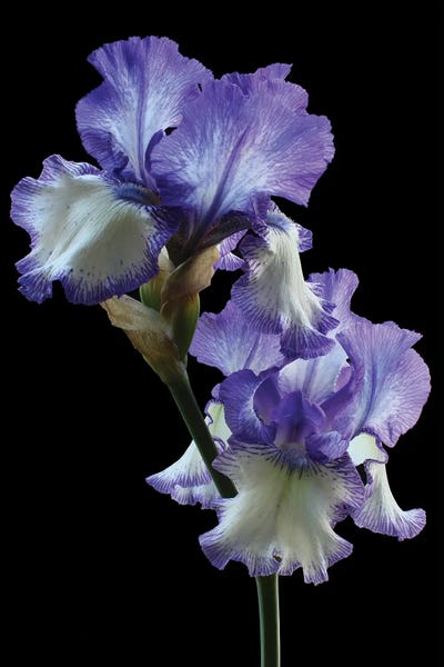 Alyson Fennell: Loop The Loop Iris Flowers by Alyson Fennell