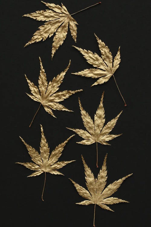 Gold Japanese Maple Leaves by Alyson Fennell wall art