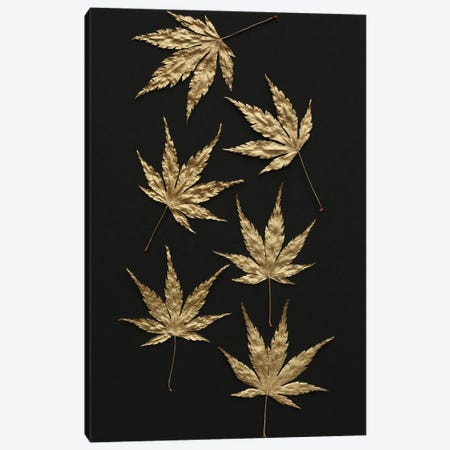 Gold Japanese Maple Leaves Canvas Print #FEN123} by Alyson Fennell Canvas Wall Art