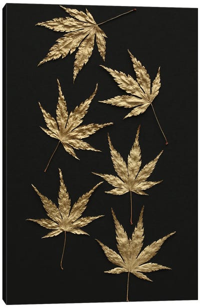 Gold Japanese Maple Leaves Canvas Art Print - Alyson Fennell