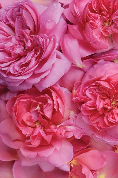 Pink English Rose Petals by Alyson Fennell acrylic art print