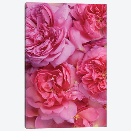 Pink English Rose Petals Canvas Print #FEN124} by Alyson Fennell Art Print