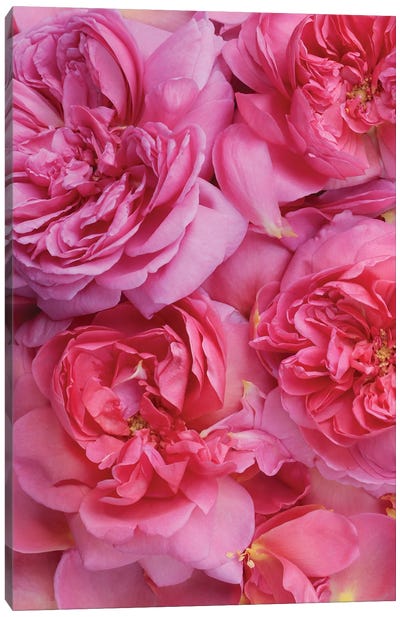 Pink English Rose Petals Canvas Art Print - Alyson Fennell