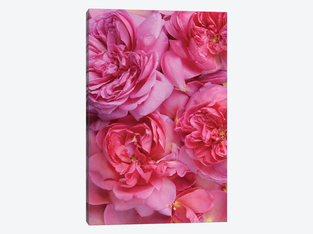 Pink English Rose Petals by Alyson Fennell 1-piece Canvas Artwork