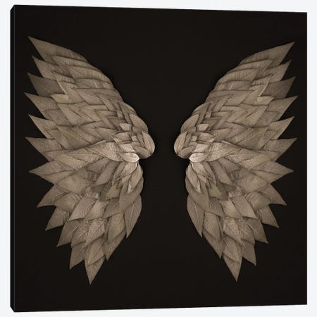 Buddleia Angel Wings Canvas Print #FEN125} by Alyson Fennell Canvas Print