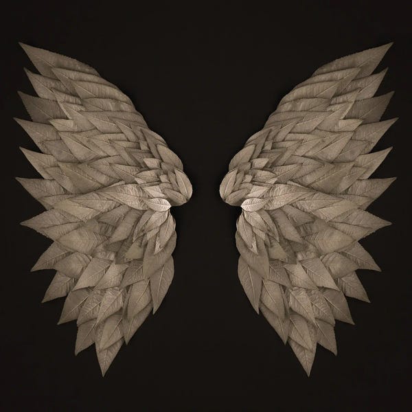 Buddleia Angel Wings