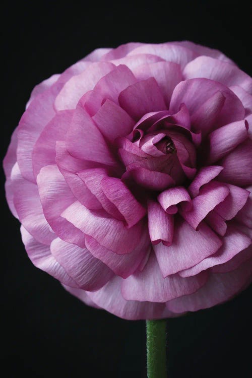 Lollipop Flower by Alyson Fennell wall art