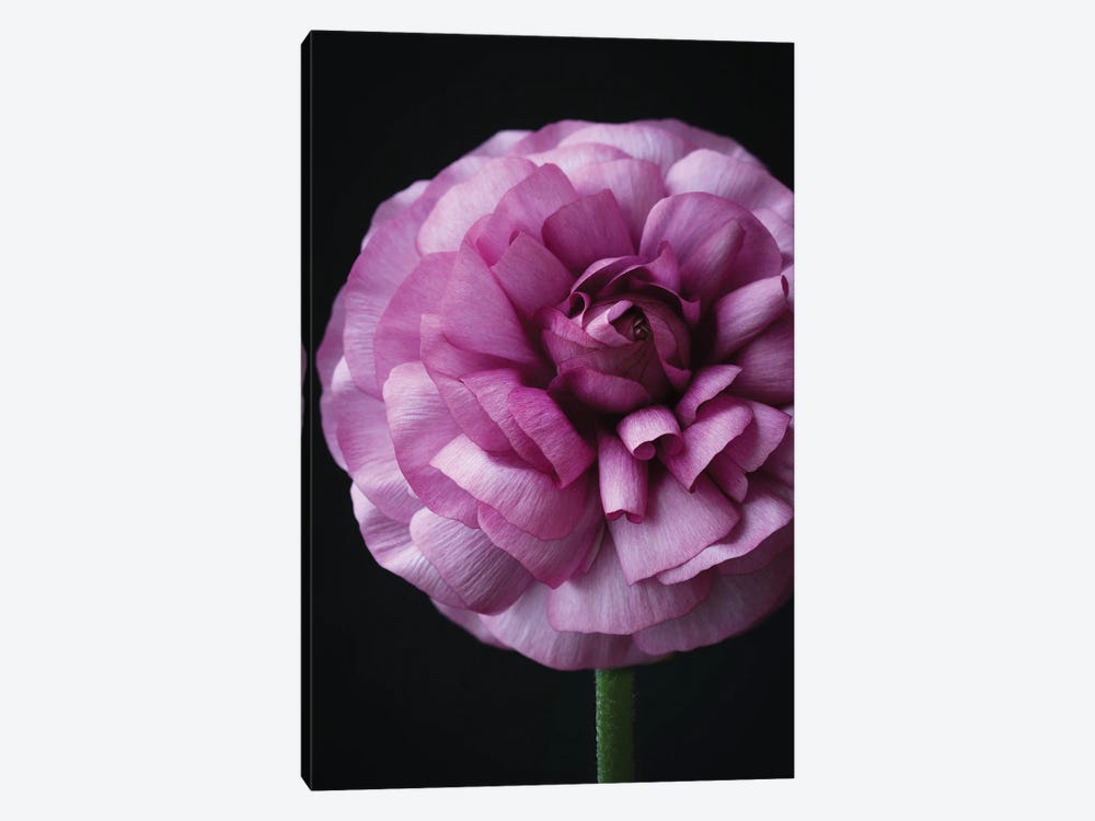 Lollipop Flower by Alyson Fennell 1-piece Canvas Print