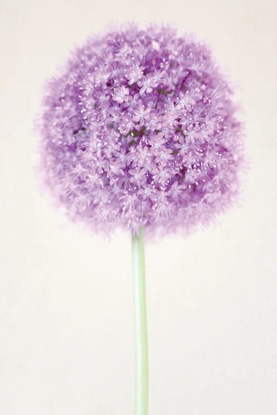 Pastel Allium Flower by Alyson Fennell framed wall art