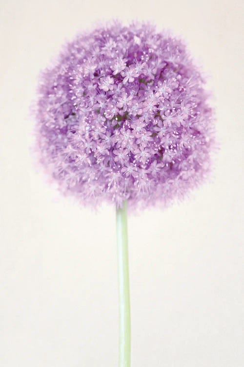 Pastel Allium Flower by Alyson Fennell wall art