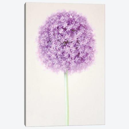 Pastel Allium Flower Canvas Print #FEN128} by Alyson Fennell Canvas Wall Art