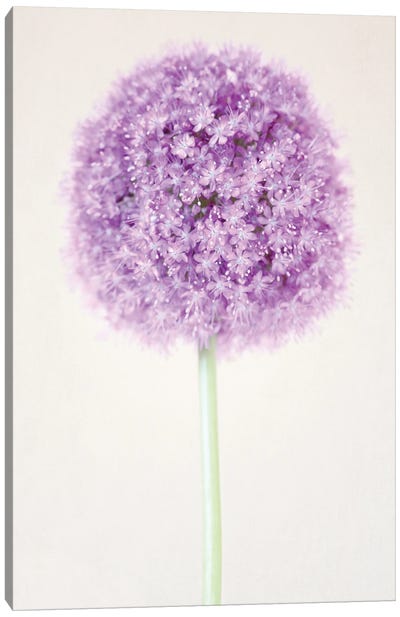 Pastel Allium Flower Canvas Art Print - Allium Art
