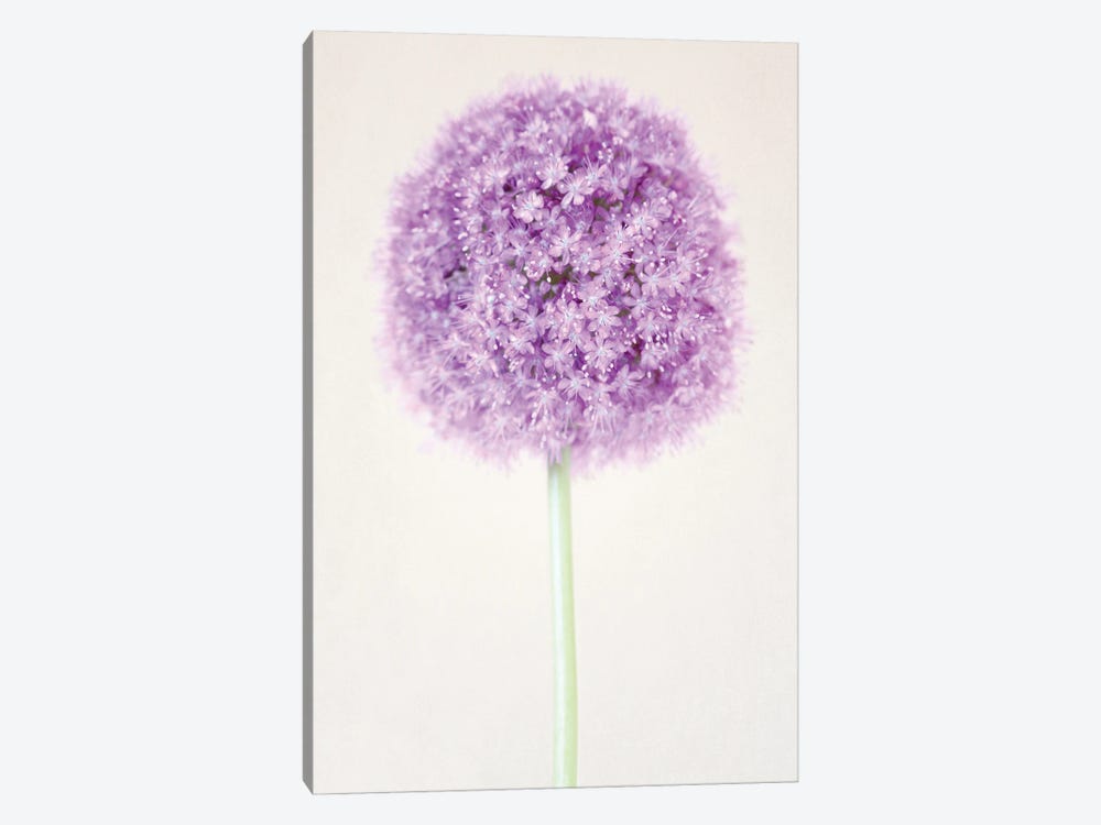 Pastel Allium Flower by Alyson Fennell 1-piece Canvas Art