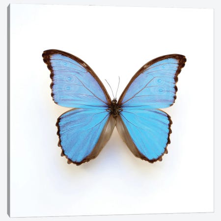 Electric Blue Morpho Butterfly Canvas Print #FEN129} by Alyson Fennell Canvas Artwork