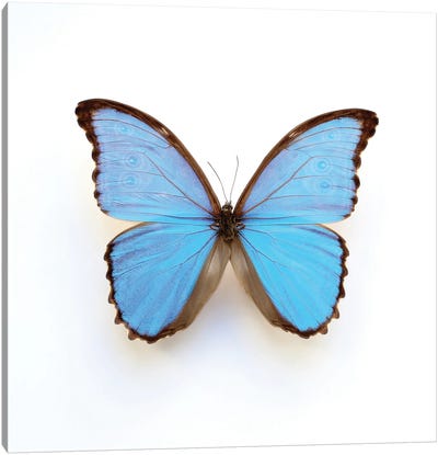 Electric Blue Morpho Butterfly Canvas Art Print - Alyson Fennell