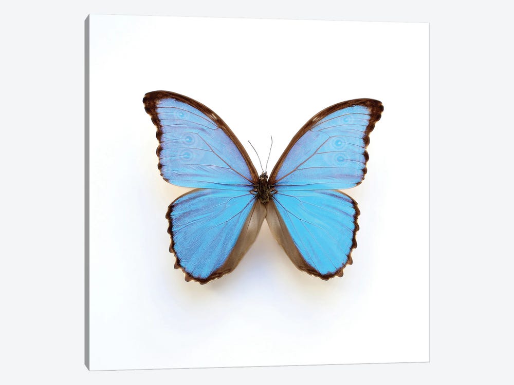 Electric Blue Morpho Butterfly by Alyson Fennell 1-piece Art Print