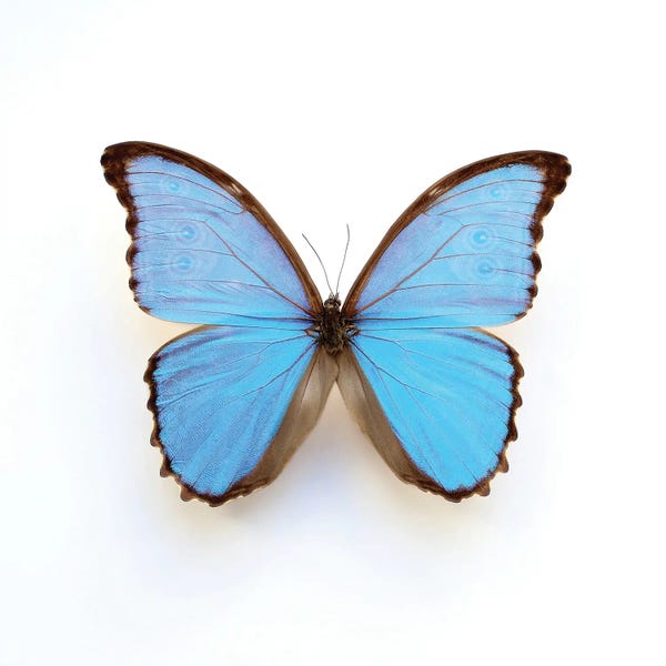 Alyson Fennell: Electric Blue Morpho Butterfly by Alyson Fennell