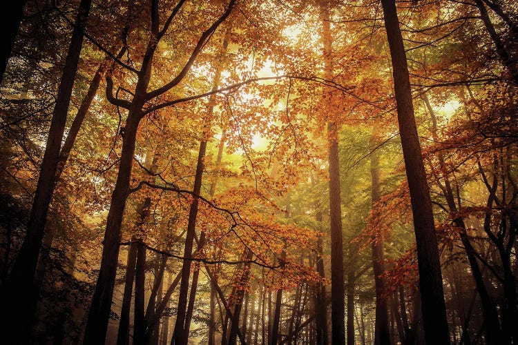 Foggy Autumn Beech Trees