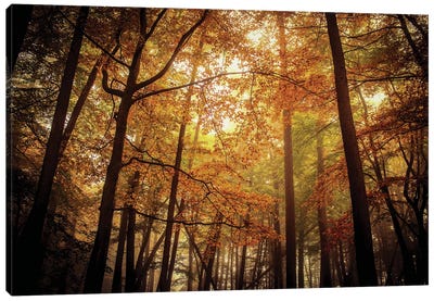 Foggy Autumn Beech Trees Canvas Art Print - Alyson Fennell