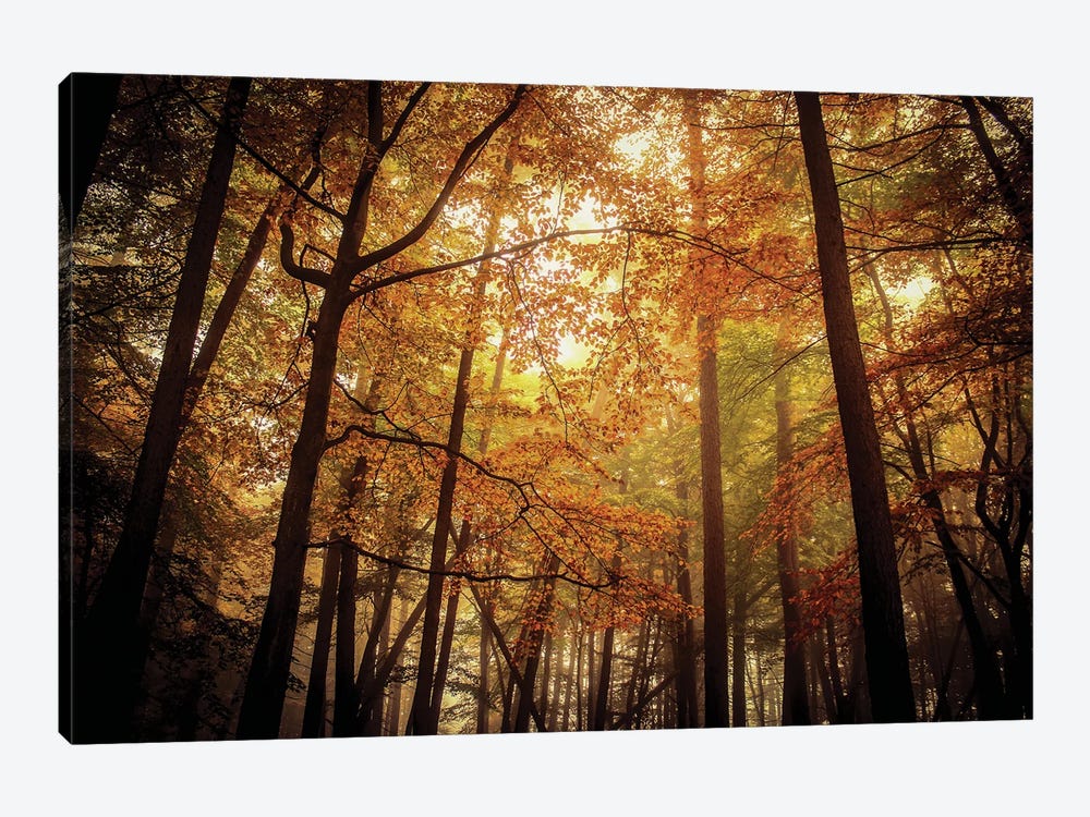 Foggy Autumn Beech Trees by Alyson Fennell 1-piece Art Print