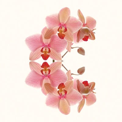 Soft Pink Orchid Arch by Alyson Fennell acrylic art print