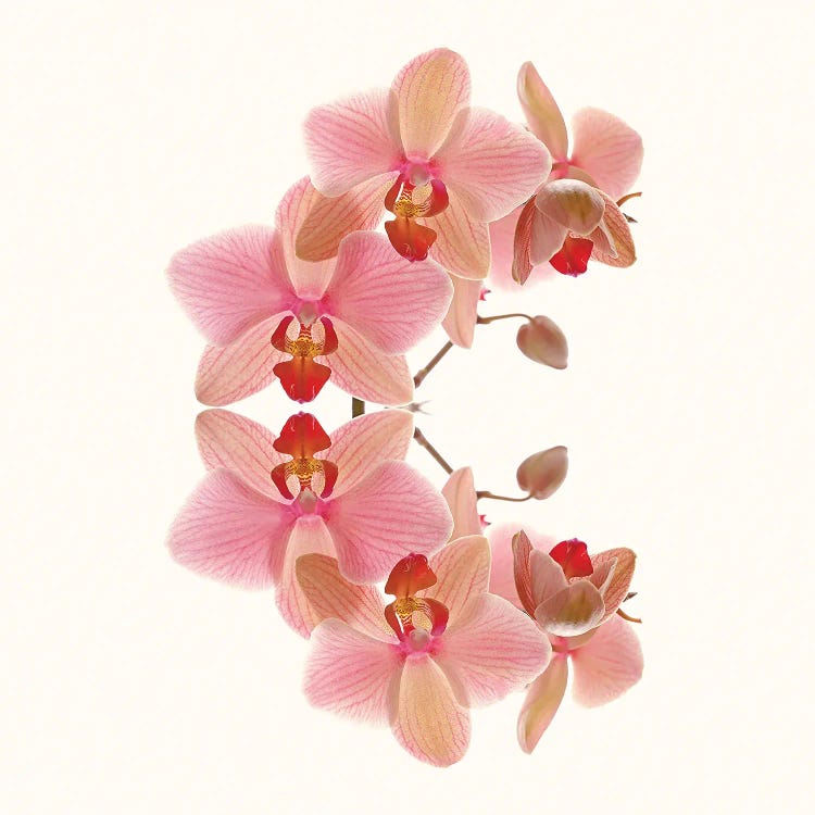 Soft Pink Orchid Arch