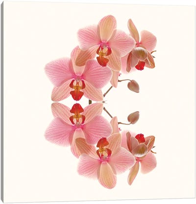 Soft Pink Orchid Arch Canvas Art Print - Orchid Art