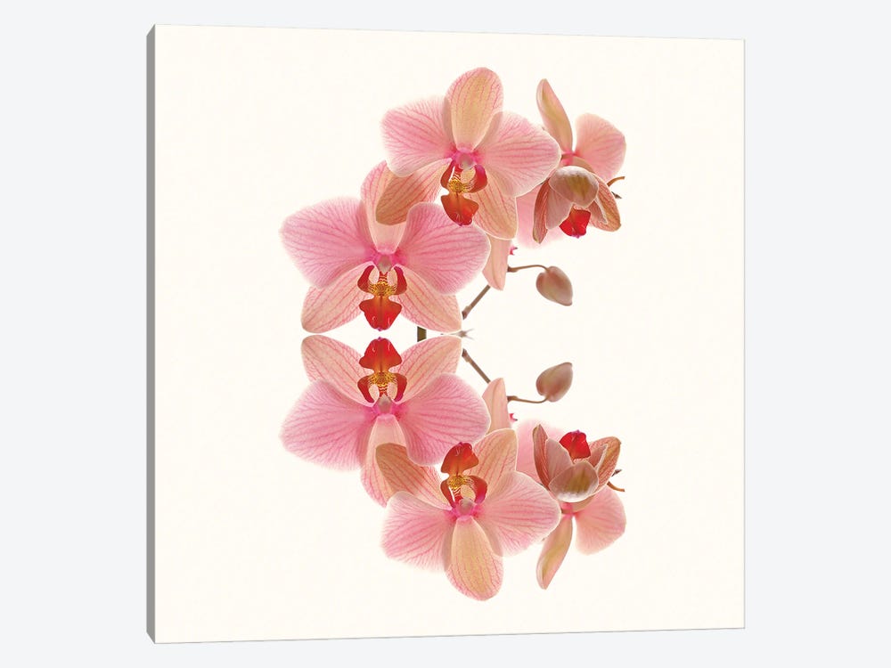 Soft Pink Orchid Arch by Alyson Fennell 1-piece Canvas Wall Art