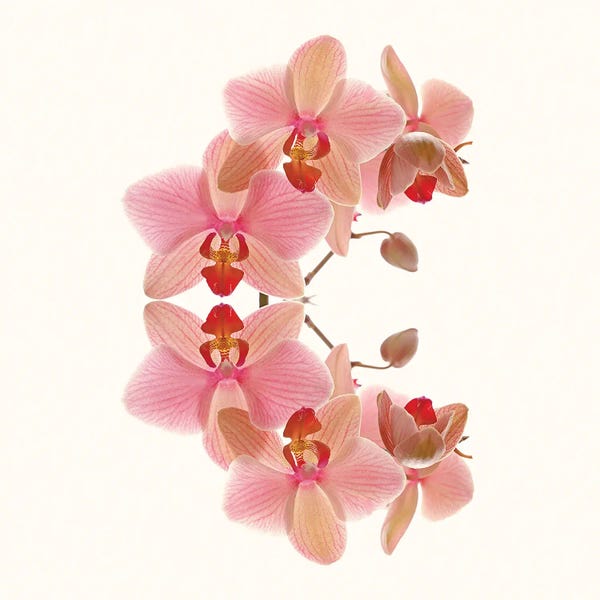 Orchids: Soft Pink Orchid Arch by Alyson Fennell