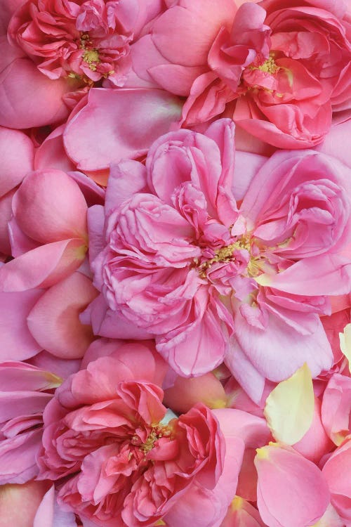 Pink English Rose Petals II