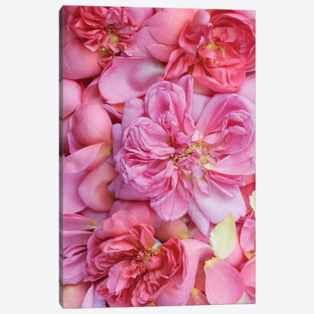Pink English Rose Petals II Canvas Print #FEN132} by Alyson Fennell Art Print
