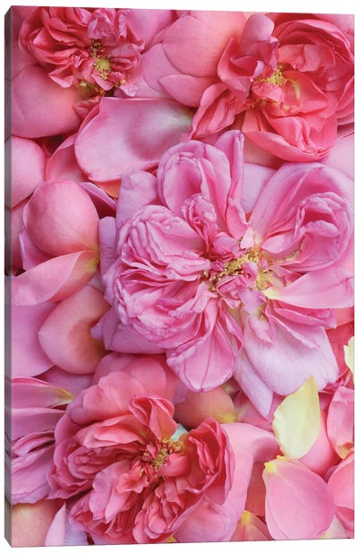 Pink English Rose Petals Ii Canvas Art Print - Alyson Fennell