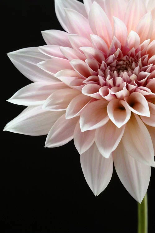 Cafe au Lait Dahlia