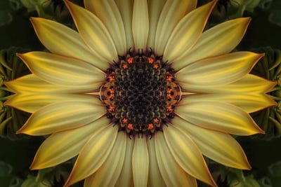 Cape Daisy Sun Star by Alyson Fennell framed wall art