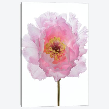 Pink Tree Peony Canvas Print #FEN140} by Alyson Fennell Canvas Art