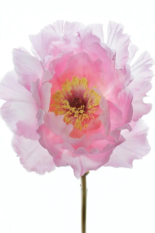 Pink Tree Peony