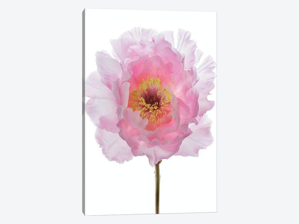 Pink Tree Peony by Alyson Fennell 1-piece Canvas Wall Art