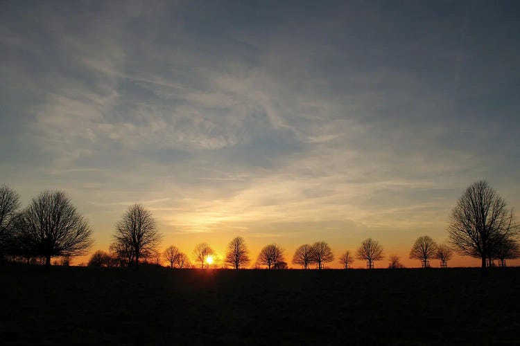 Winter Trees Sunset