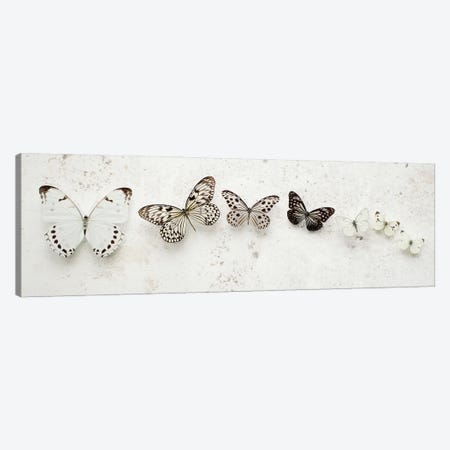 Dancing Speckled Butterflies Canvas Print #FEN148} by Alyson Fennell Canvas Wall Art