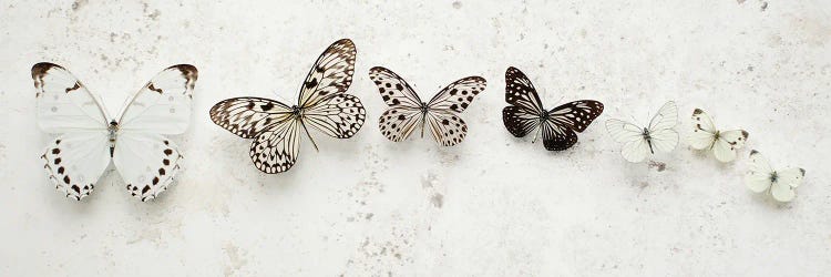 Dancing Speckled Butterflies