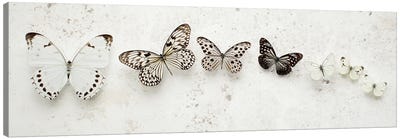 Dancing Speckled Butterflies Canvas Art Print - Alyson Fennell
