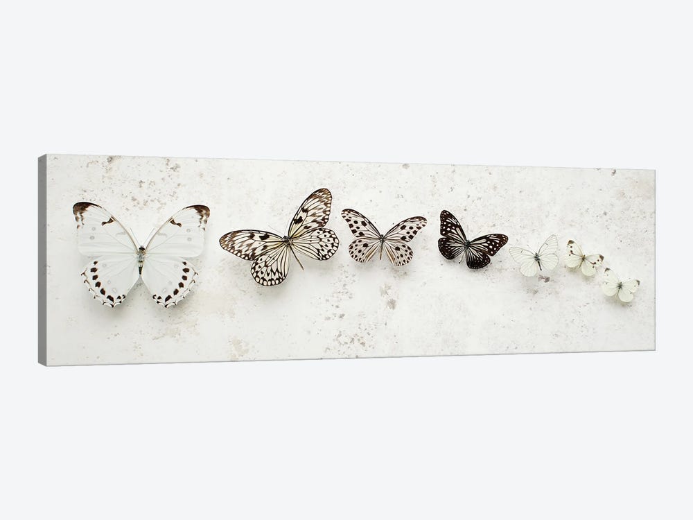 Dancing Speckled Butterflies by Alyson Fennell 1-piece Canvas Artwork