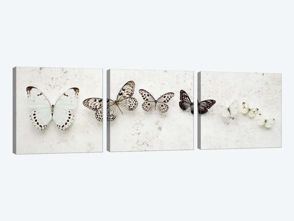 Dancing Speckled Butterflies by Alyson Fennell 3-piece Canvas Wall Art