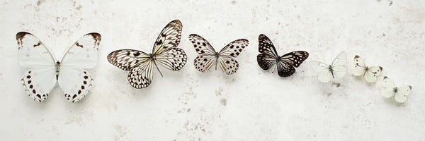 Alyson Fennell: Dancing Speckled Butterflies by Alyson Fennell