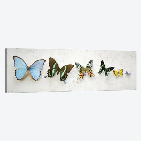 Bright Dancing Butterflies Canvas Print #FEN149} by Alyson Fennell Canvas Wall Art