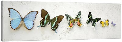 Bright Dancing Butterflies Canvas Art Print - Alyson Fennell