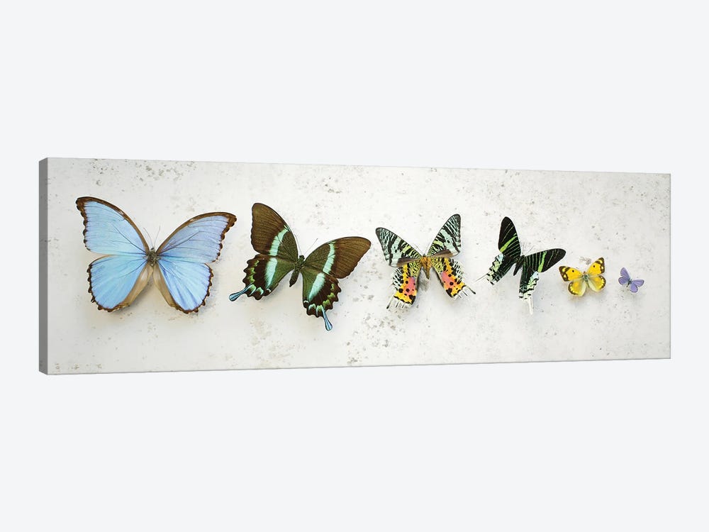 Bright Dancing Butterflies by Alyson Fennell 1-piece Canvas Art Print