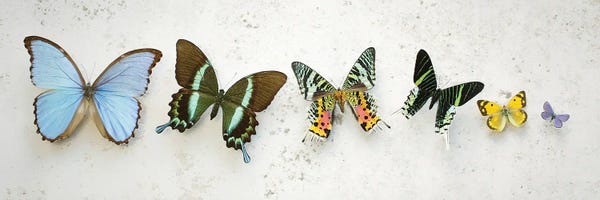 Alyson Fennell: Bright Dancing Butterflies by Alyson Fennell