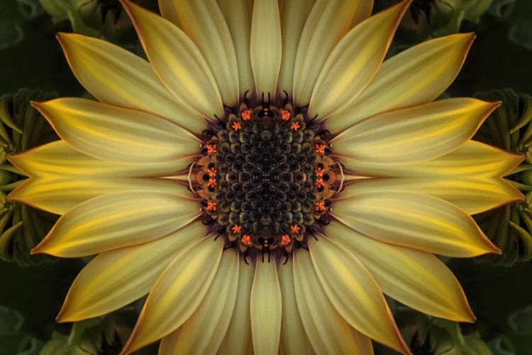 Cape Daisy Sun Star