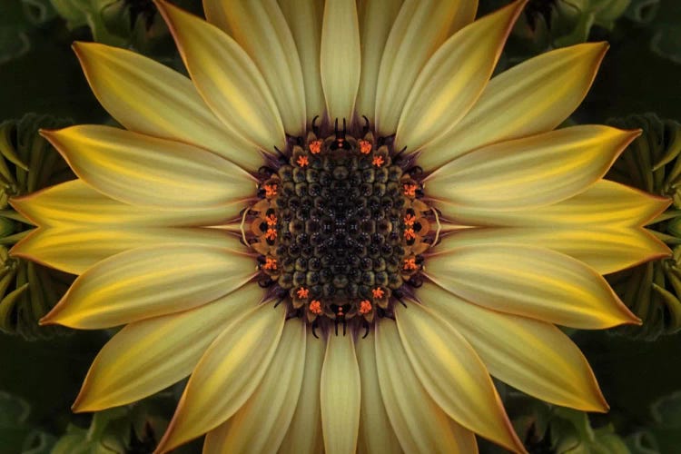 Cape Daisy Sun Star by Alyson Fennell wall art